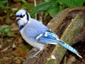 1_st_Bluejay_picture