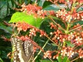 1_st_Picture,_Butterflys_&_Flowers_