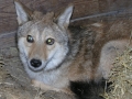 01_Coyote_pic12-18-08