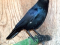01_pic_AMERICAN_CROW