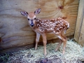 Fawn_male_2