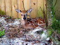 Fawn_resting
