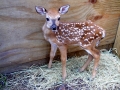 male_fawn