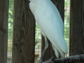 White_Egret