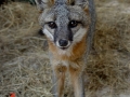 Eastern_Gray_Fox_picture