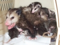 BABY_OPOSSUMS