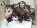 BABY_OPOSSUMS_(2)