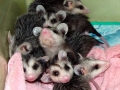 Opossum_babies