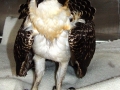Young_Osprey