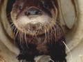 1st. Otter pictureWhiskers