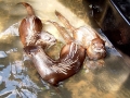 Three otters swimming