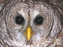 Owl Barred