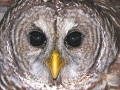 1st.Barred_Owl_picture