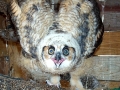 1st.GREAT_HORNED_Owl_CHICK