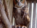 Great_Horned_Owl_(6)
