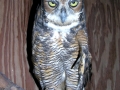 Owl_8-26-08