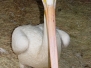 Pelican White