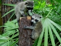 1st. Raccoon picture