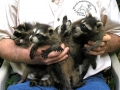 5 coons 9-21-08