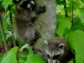 Two Coons 2