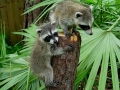 Two Coons 3