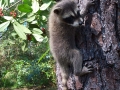 baby coon claiming