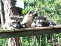 coons sunning