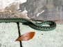 Snake Eastern Garter