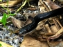 Snake Southern Black Racer