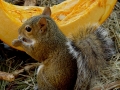 1st.Eastering_Gray_Squirrel_picture