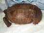 Tortoise Gopher