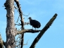 Vulture Black