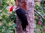 Woodpecker Pileated