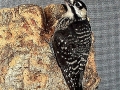 01_photo_Red-Cockaded_Woodpecker